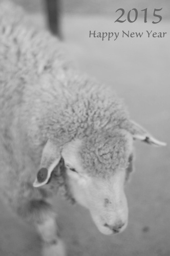 2015年賀状印刷 可愛い羊の写真を撮影して年賀状を作りたい 変