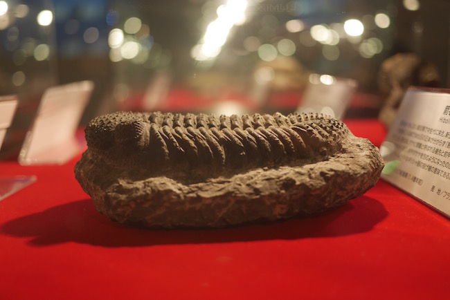 貝や化石の博物館