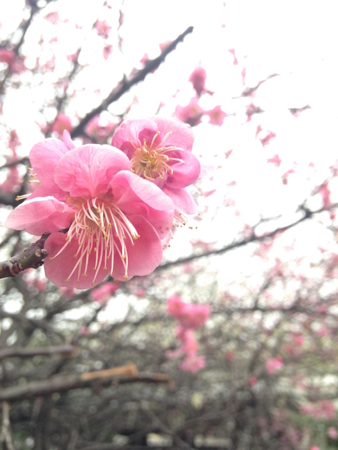 梅の花　iPhone