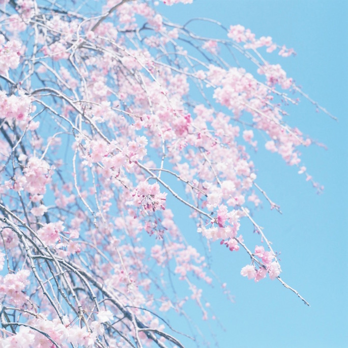 Hasselblad 500C/M　桜
