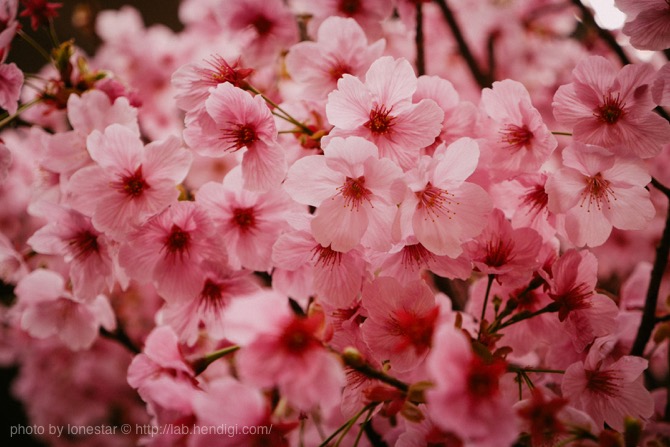 犬山城　桜