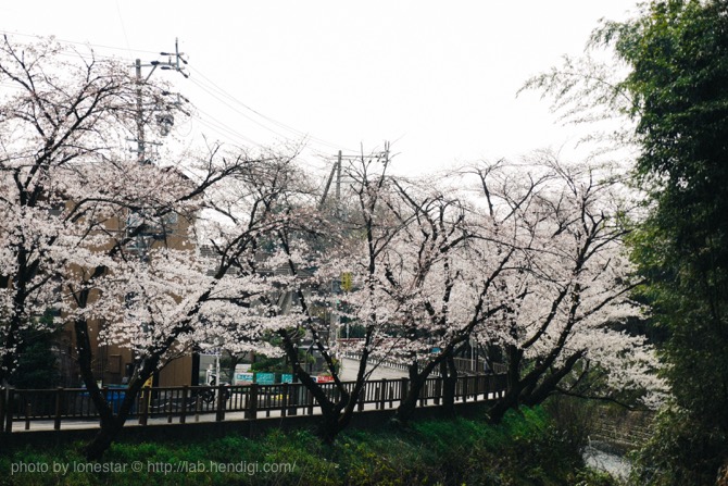 犬山城　桜