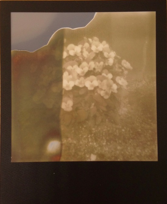 PX600 Silver Shade