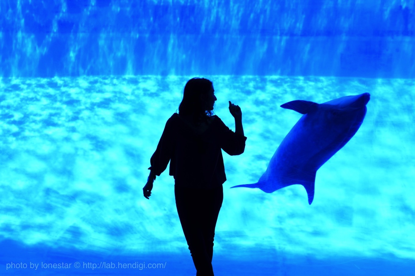 Dancing with dolphin