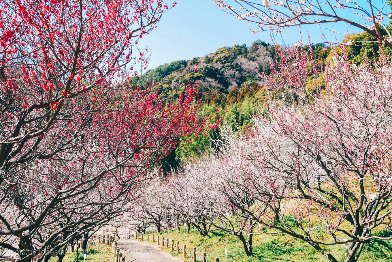 赤塚山公園　梅まつり