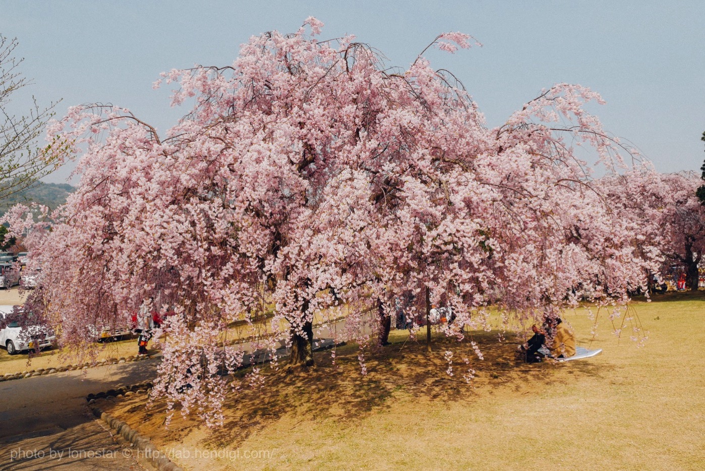 幸田町文化公園　しだれ桜まつり