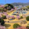 幸田町文化公園　しだれ桜