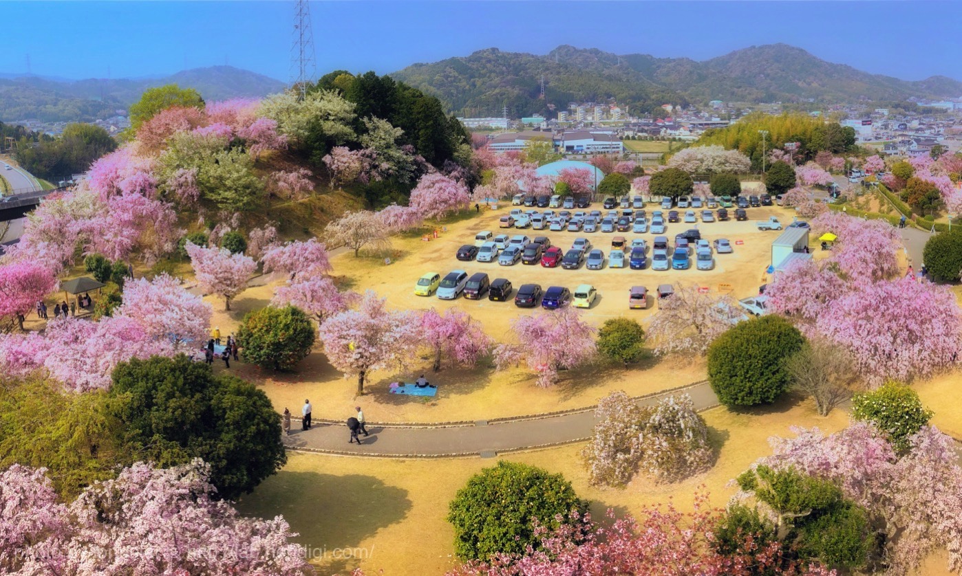 幸田町文化公園　しだれ桜