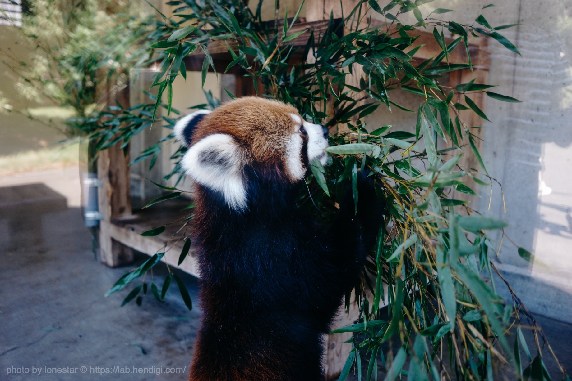 浜松市動物園　レッサーパンダ