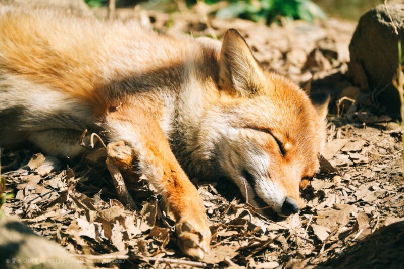 狐の寝姿