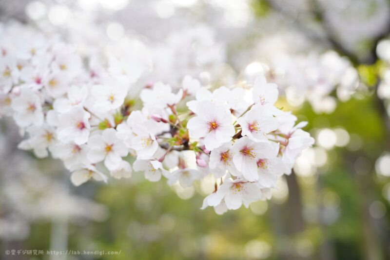 SEL2070G　桜　作例写真